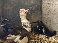 Ducks — 4 зураг