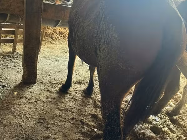 母马, Horses