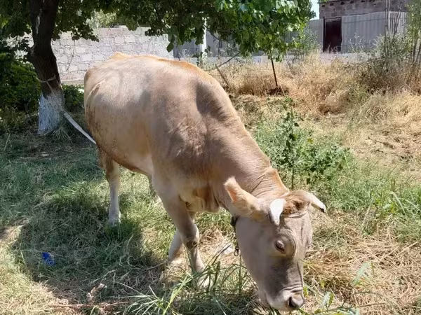 گائے, مویشی