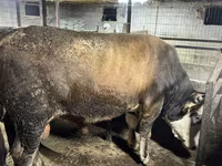 วัวตัวผู้, Swiss cattle — รูปภาพ 7