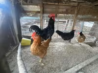 Chickens — zdjęcie 3