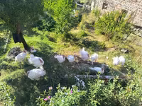 Turkeys — फ़ोटो 1