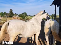 ม้าตัวเมีย, Lipizzaner — รูปภาพ 3