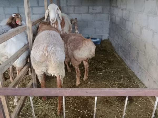 Dume la kondoo, Rhon sheep