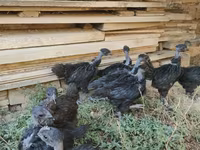 Chickens — foto 2