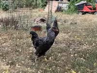 Chickens — foto 2