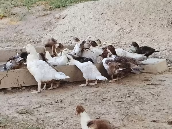 Hausente