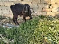 Kambing (lot, jantina tidak dinyatakan), Goats — foto 3