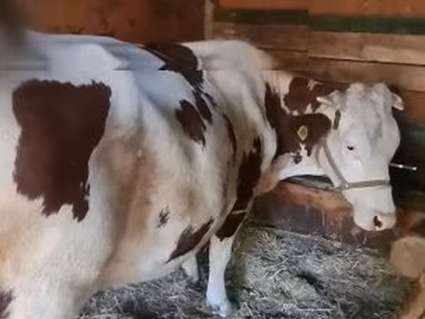 Ko, Limousin-ko.