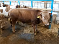 Bulle, Rotbunte Rasse — Foto 1