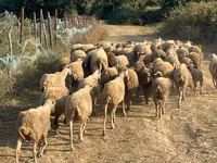 Montone, Pecore — foto 2