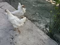 Chickens — الصورة 2