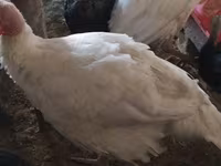 براڈ بریسٹڈ وائٹ — تصویر 3