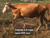 Dibi, Cattle — sawirka 5