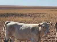 Dibi, Swiss cattle — sawirka 4
