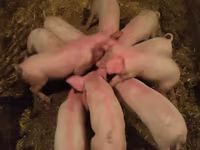 Eber, Schweine — Foto 1