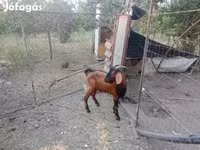 Ziegenbock, Nubian Goat — Foto 1