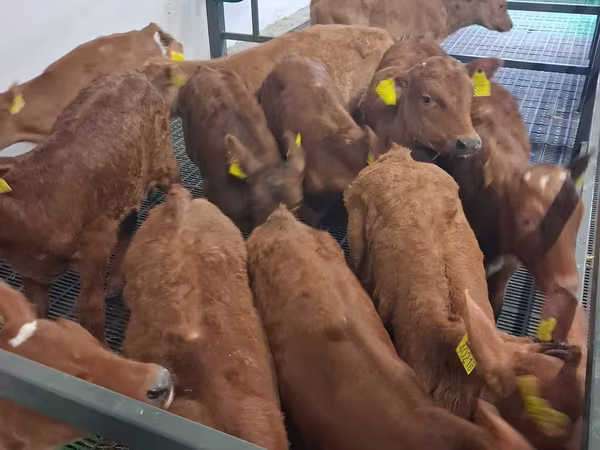 วัวตัวผู้, Simmental cattle