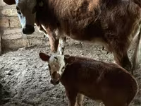 İnək, Latvian Blue cattle — foto 2