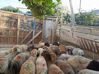 قوچ, گوسفند — عکس 2