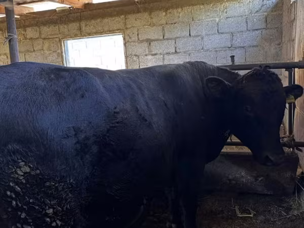 Bull, Red Polled Cow