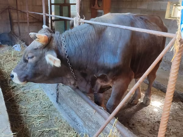 Bulle, Swiss cattle