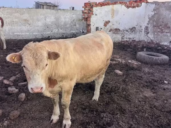 Touro, Swiss cattle