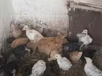 Chickens — foto 2