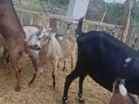 Kambing betina, Nubian Goat — foto 1