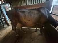 Krava, Latvian Blue cattle — foto 2