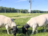 मेढ़ा, Kuibyshev sheep — फ़ोटो 4