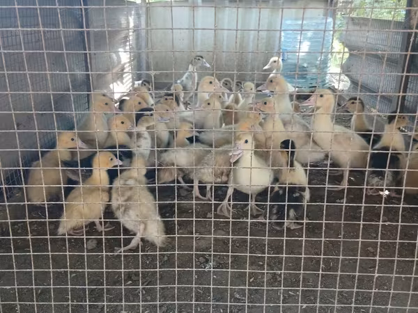 Ducks