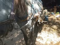 Kuda jantan, Horses — foto 3