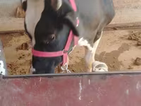 گاو نر, Russian Black pied cattle — عکس 2