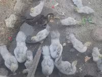 Ducks — ảnh 4