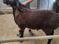 Kambing jantan, Sheep — foto 3
