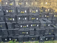 Lăzi pentru căpșune, zmeură și pomusoare. — 사진 5