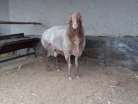 قوچ, Arashan sheep — عکس 2