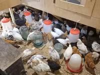 Chickens — zdjęcie 6