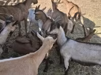بز (گروه، جنسیت مشخص نشده), Alpine goat — عکس 1