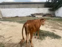 گاو ماده, گاو — عکس 7