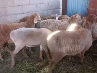 Schaf, Arashan sheep — Foto 1