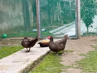 Ducks — تصویر 3