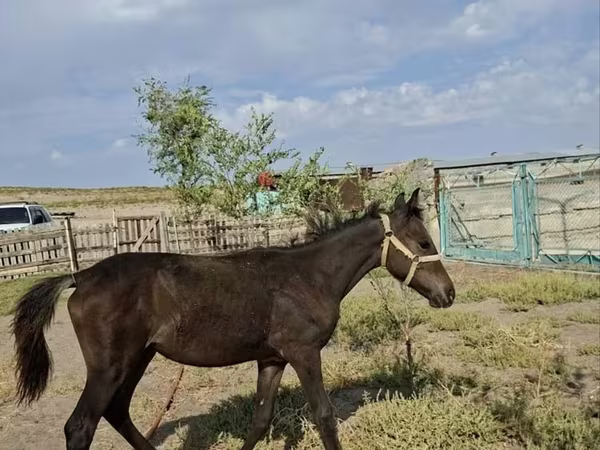 Mare, Kazakh horse — Kazakhstan