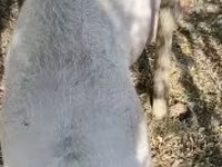 خوک ماده, خوک — عکس 1