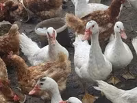 Ducks — Foto 2