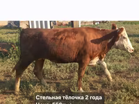 Dibi, Cattle — sawirka 8