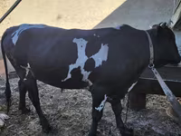 مویشی (گروپ، جنس مذکور نہیں), Russian Black pied cattle — تصویر 6