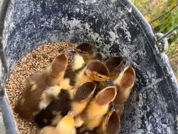 Ducks