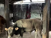 Krava, Latvian Blue cattle — fotografija 6